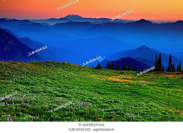 Sunset and wildflowers with Mount St Helens in the distance, from Van Trump Park in Mount Rainier National Park, Washington