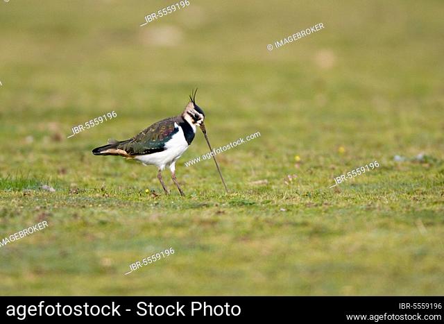 Northern northern lapwing (Vanellus vanellus) adult female, winter plumage, feeding, picking up earthworm from meadow, Suffolk, England, United Kingdom, Europe