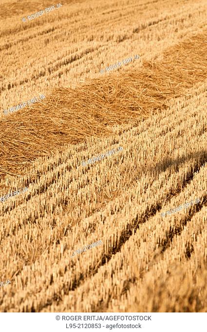 Wheat (Triticum vulgare) field after harvesting in July, spain