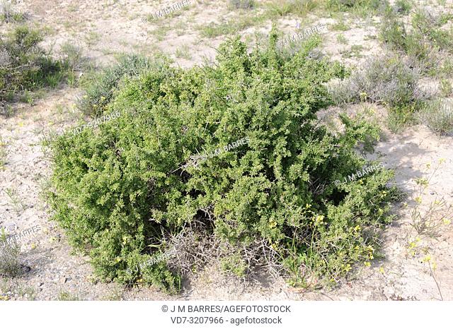 Cambronera (Lycium intricatum) is a thorny shrub native to Mediterranean Basin. This photo was taken in Desierto de Tabernas Natural Park, Almeria province