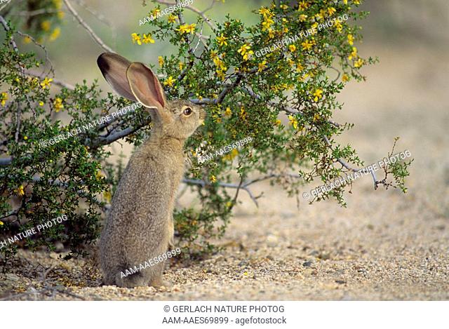 Black-Tailed Jack Rabbit (Lepus californicus) Joshua Tree NM, CA, USA