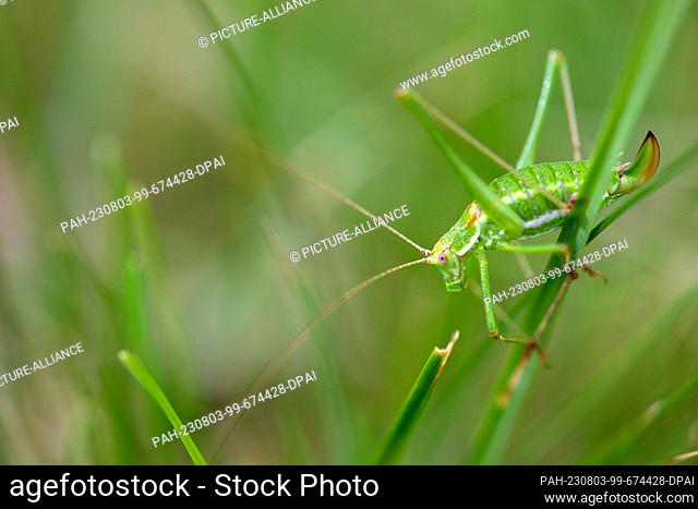 PRODUCTION - 02 August 2023, Berlin: A grasshopper sits on a blade of green grass. The German Nature and Biodiversity Conservation Union (NABU) is calling for...