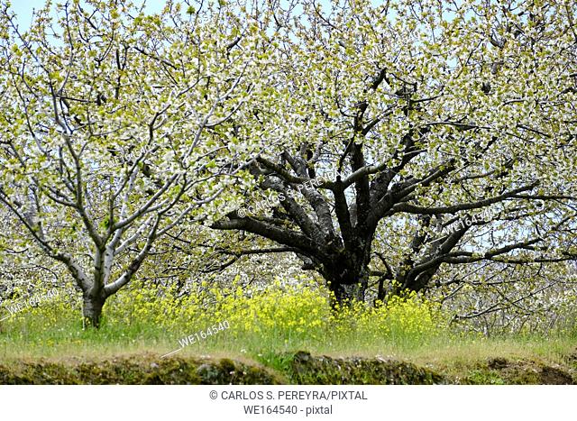 Flowering of cherry trees in early spring in the Valle del Jerte in the province of Caceres in the Autonomous Community of Extremadura in Spain