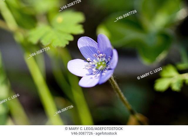 Liverleaf, Hepatica nobilis, a perennial flower having trilobed leaf. The flower can be pink, cobalt, light blue, white or lilac