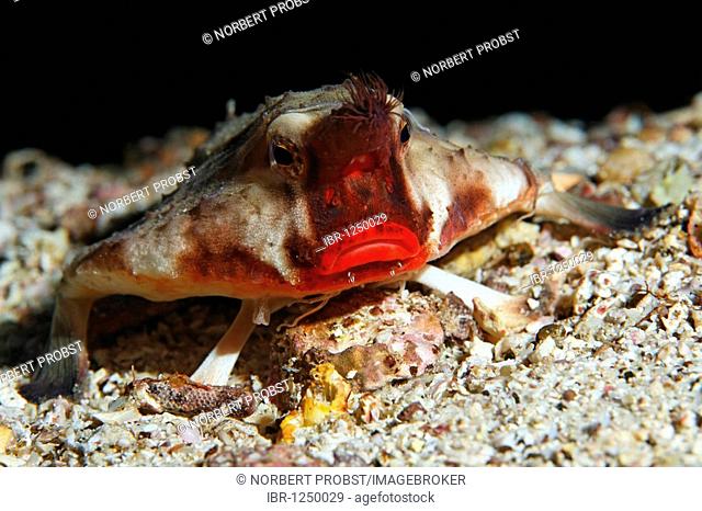 Red-Lipped Batfish (Ogcocephalus darwini) portrait, frontal, head-on, Cousin Rock, UNESCO World Heritage Site, Galapagos archipelago, Ecuador, Pacific Ocean