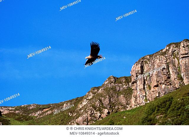 White-tailed Sea / Grey Sea EAGLE - soaring with mountains in backgound (Haliaeetus albicilla). North Western Scotland