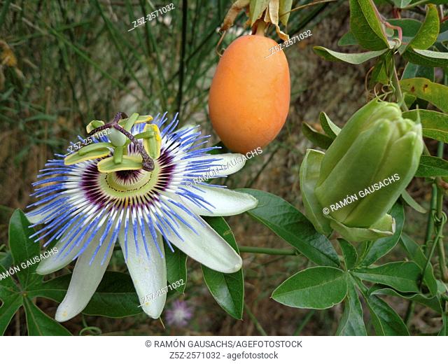 Blue passion flower (Passiflora caerulea). Catalonia , Spain