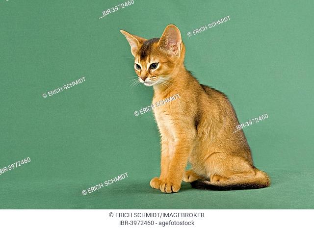 Abyssinian Kitten, ruddy