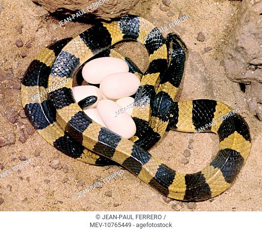 Banded Krait - female with eggs (Bungarus fasciatus)