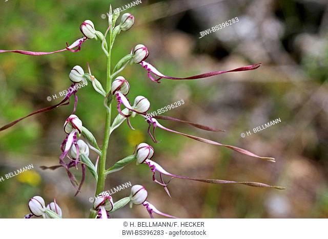 Adriatic Lizard Orchid (Himantoglossum adriaticum, Himantoglossum hircinum subsp. adriaticum), inflorescence