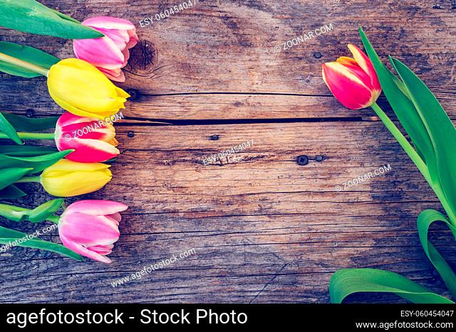 Colorful spring flowers (tulips) are lying on a rustic wooden table, view from above, text space