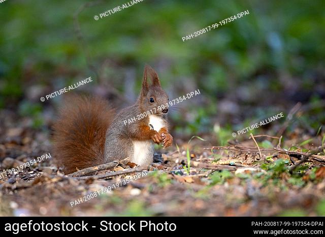 22 April 2020, Berlin: Due to the heavy public traffic, squirrels are less shy in Berlin Tiergarten and can be observed at close range
