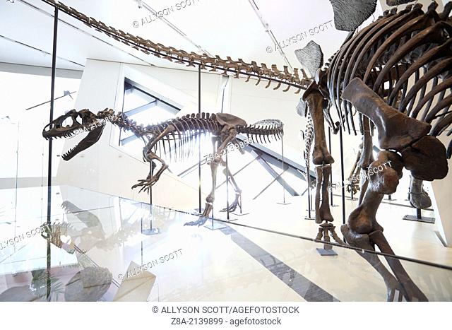 Dinosaur skeleton display inside the Royal Ontario Museum, Toronto, Ontario, Canada