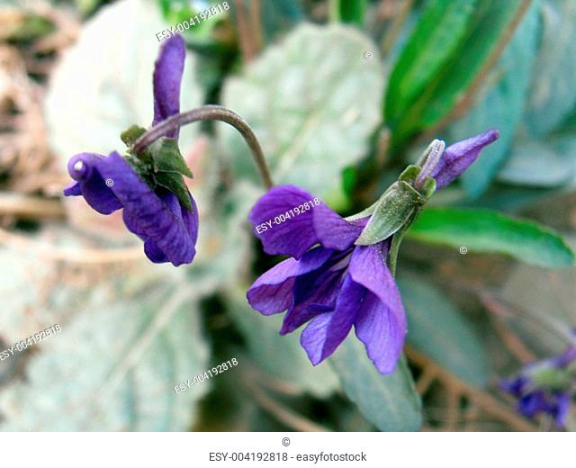 Purpleflower Violet