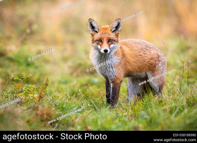 Gentle red fox, vulpes vulpes, looking into camera in autumn nature. Curious mammal staring in fall with copy space. Animal wildlife from low angle view