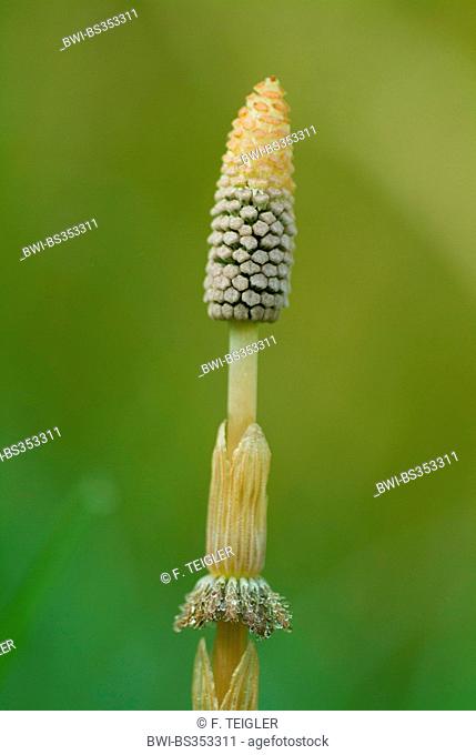 sylvan horsetail, wood horsetail, woodland horsetail (Equisetum sylvaticum), cones, Germany