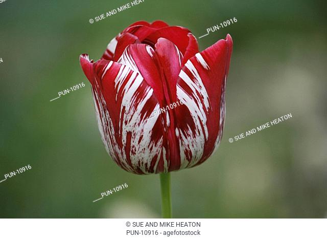 Red and white tulip flowering in May