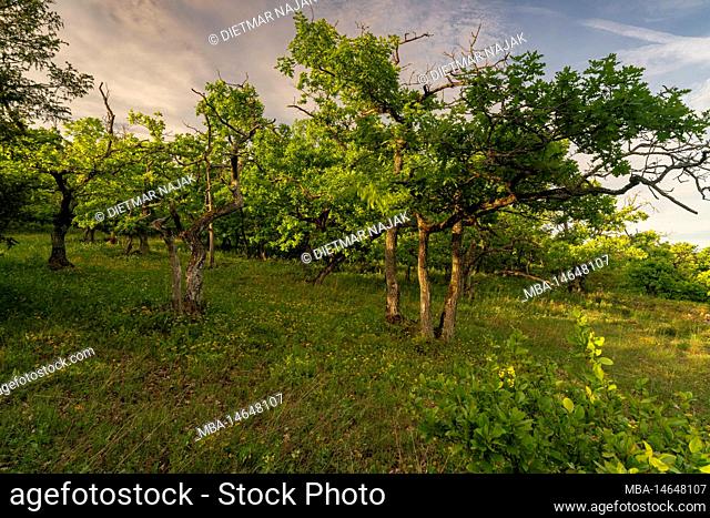 Landscape in the nature reserve Mäusberg near Karlstadt, Main-Spessart county, Lower Franconia, Bavaria, Germany