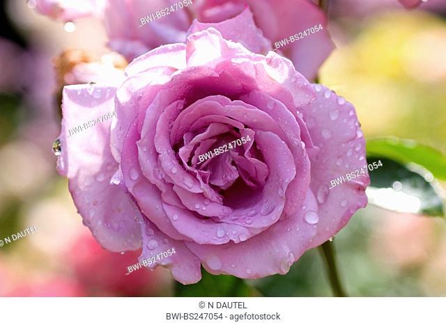 ornamental rose Rosa 'Black Magic', Rosa Black Magic, cultivar Black Magic