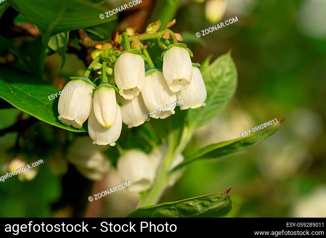 Blossom of Blueberry (Vaccinium myrtillus)