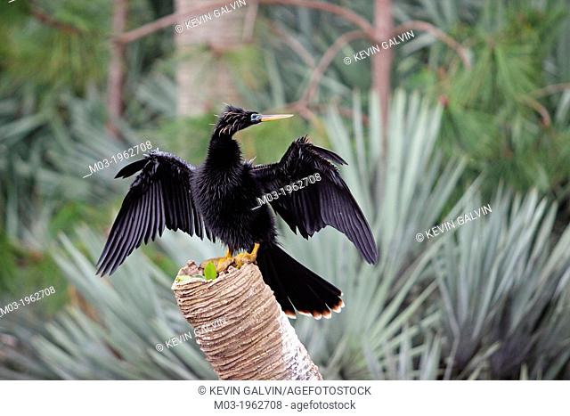 Florida USA Delray Beach Green Cay Nature Center birds immature Anhinga Anhinga Anhinga