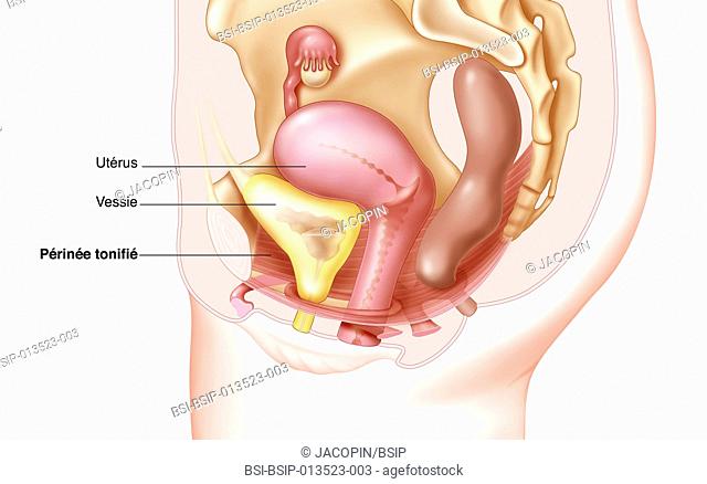 Illustration of the perineum and the organs contained within. The perineum, or pelvic floor stretches from the pubic symphysis to the coccyx