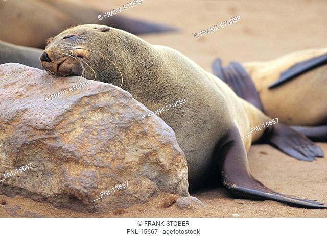 Cape Fur seal Arctocephalus pusillus sleeping on rock, Cape Cross, Namibia