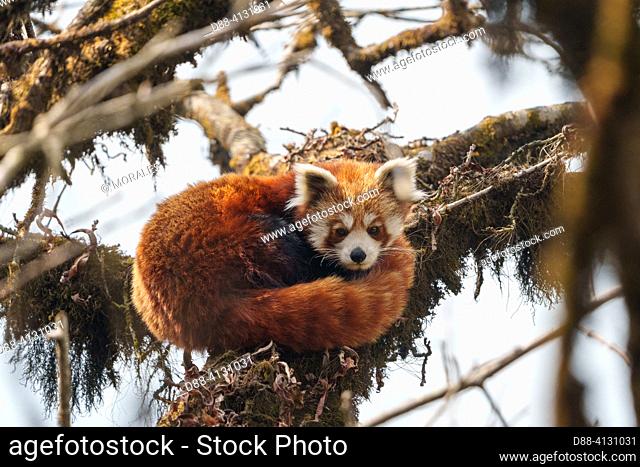 Nepal, Himalaya, Singalila National Park, Little Panda (Ailurus fulgens), in a tree