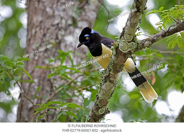 Plush-crested Jay Cyanocorax chrysops adult, perched on branch, Iguacu N P , Parana, Brazil