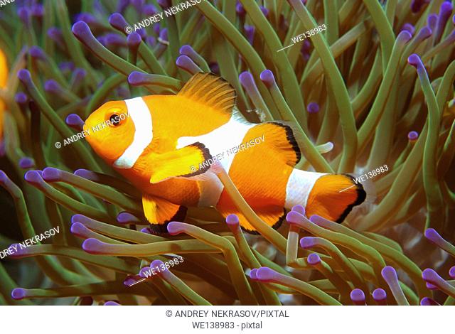 ocellaris clownfish, false percula clownfish or common clownfish (Amphiprion ocellaris) South China Sea, Redang, Malaysia, Asia