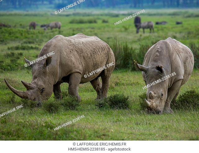 Kenya, Nakuru district of the Rift Valley Province, Nakuru, black rhinos (diceros bicornis)