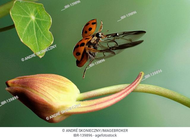 Asian lady beetle (Harmonia axyridis)