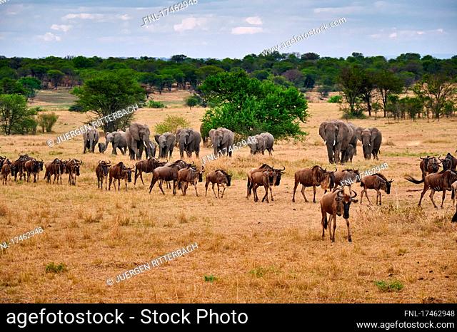 A herd of blue wildebeest (Connochaetes taurinus) on great migration passing in front of a herd of African bush elephant (Loxodonta africana) in Serengeti...