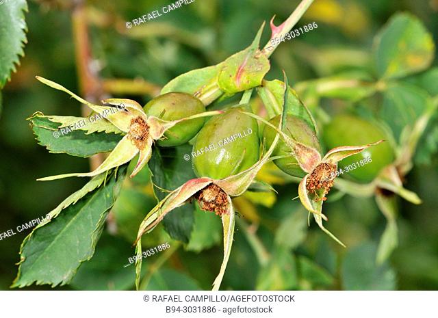 Botany. Fruits of a rosaceae plant. Sorteny valley, Natural Park. Andorra. Europe