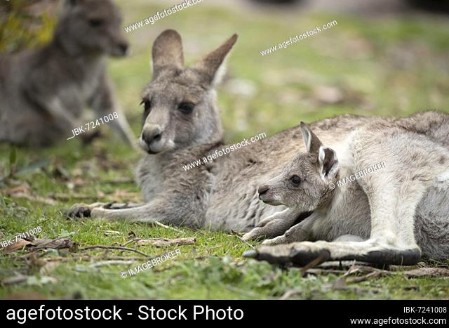 Eastern grey kangaroo (Macropus giganteus) adult female with a juvenile baby joey in it's pouch, Victoria, Australia, Oceania