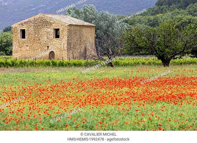 France, Vaucluse, regional natural reserve of Luberon, Vaugines, old ancient country-house surrounded with vineyards and cherry trees near a field of poppies