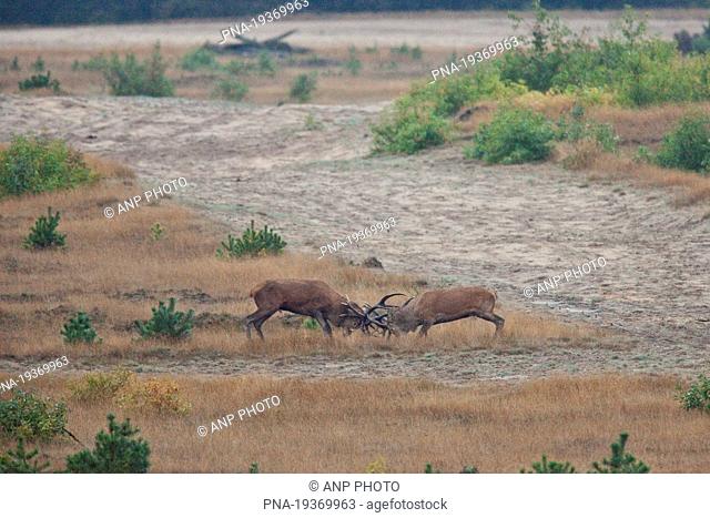 Red Deer Cervus elaphus - Veluwe, Gelderland, Guelders, The Netherlands, Holland, Europe
