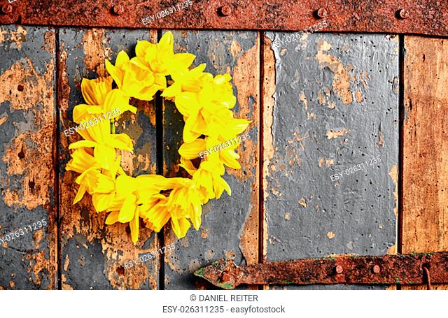 Colorful yellow spring wreath of daffodils hanging on an old rustic wooden door with peeling blue paint and copy space