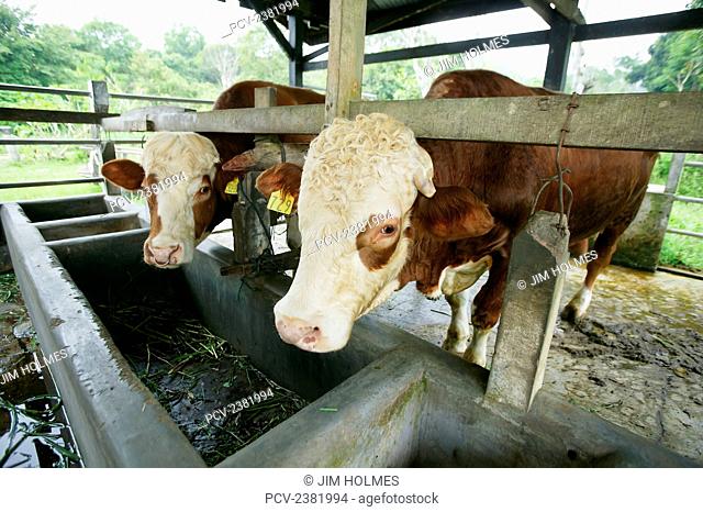 Bulls tethered in front of a feeding trough; Aceh Province, Indonesia