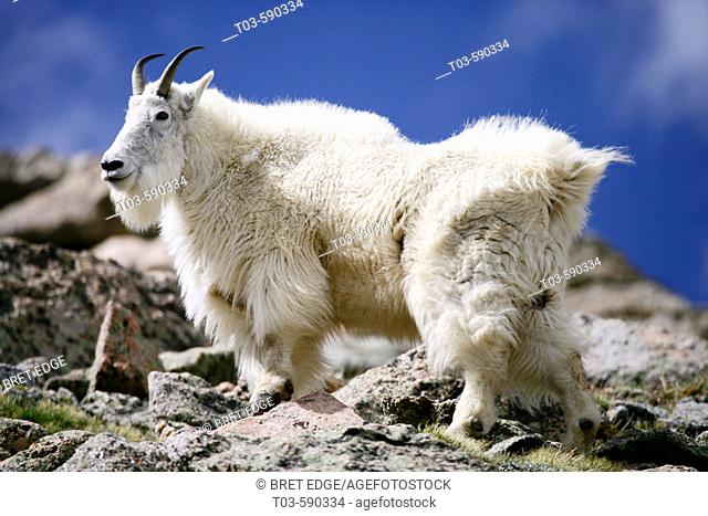 A mountain goat poses atop a rock outcrop on Mt. Evans, Colorado, USA