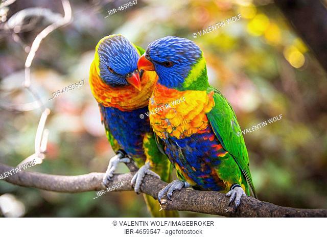Pair, two, Swainson's Lorikeet (Trichoglossus haematodus moluccanus) sit on branch and beak, also allfarblori, wedge-tailed lory, , blue-cheeked lory