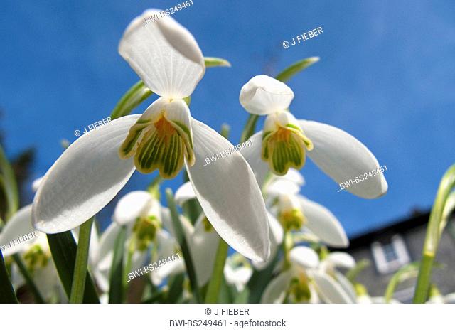 common snowdrop Galanthus nivalis, flowers from below, Germany