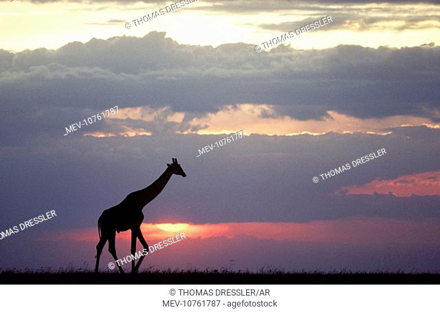 Masai Giraffe - sillhouetted at sunset (Giraffa camelopardalis tippelski)