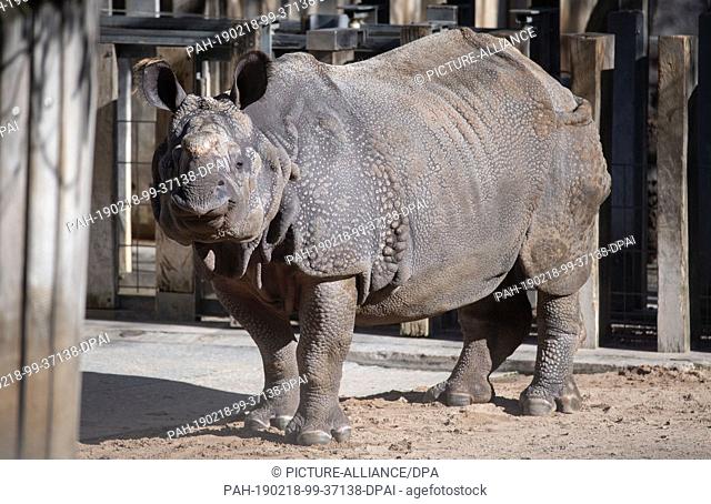 18 February 2019, Baden-Wuerttemberg, Stuttgart: A tank rhinoceros stands in its enclosure in the Wilhelma Zoological-Botanical Garden
