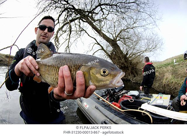 European Chub (Squalius cephalus) adult, held by Environment Agency worker during fish survey, River Soar, Leicestershire, England, April