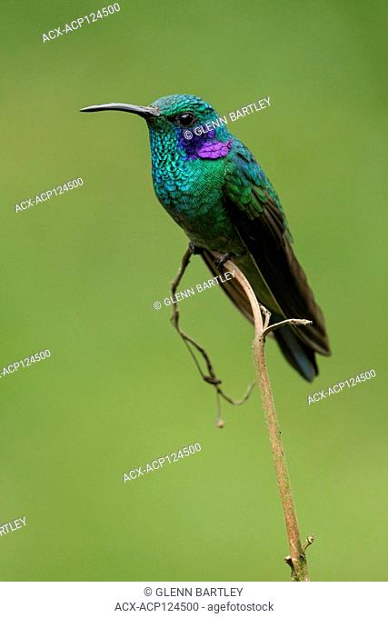 Sparkling Violetear (Colibri coruscans) perched on a branch in the Andes mountains of Colombia