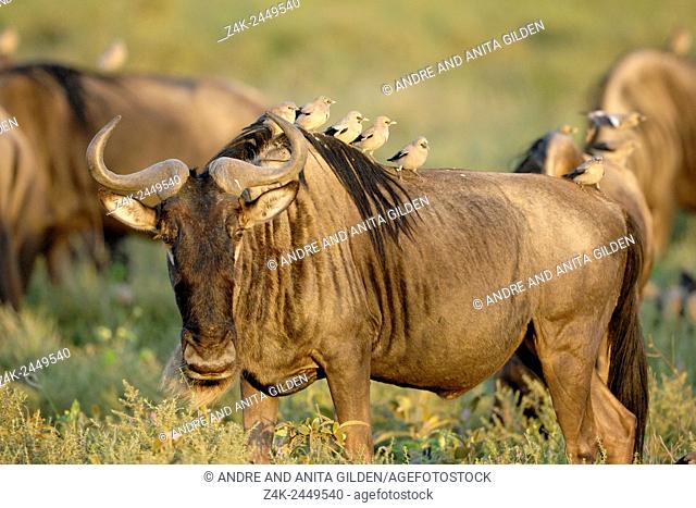 Blue Wildebeest ( Connochaetus taurinus) with Wattled starling (Creatophora cinerea) on their back, Southern plains, Serengeti national park, Tanzania