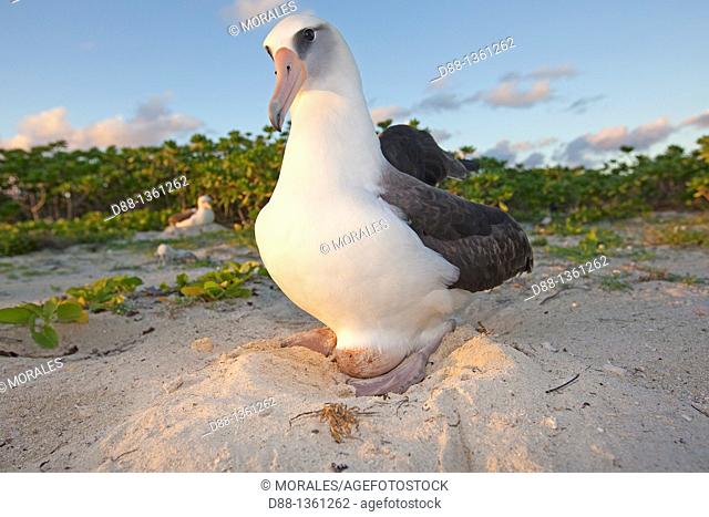 Hawaï , Midway , Sand Island , Laysan Albatross ,  Phoebastria immutabilis