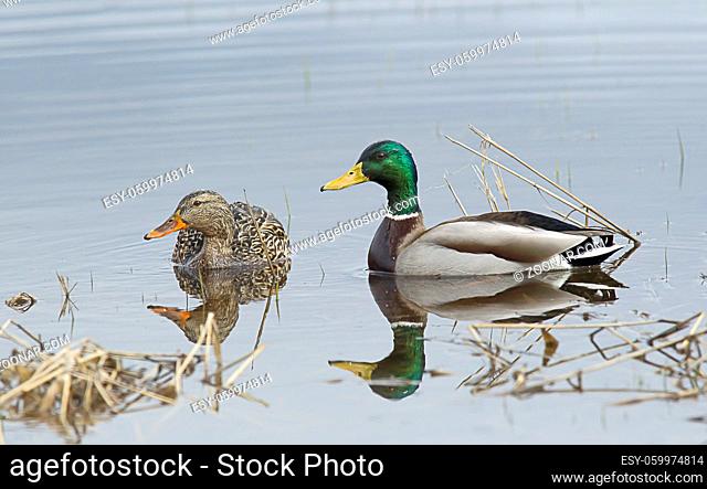A male and female mallard couple both look in the same direction on Hauser Lake in Idaho