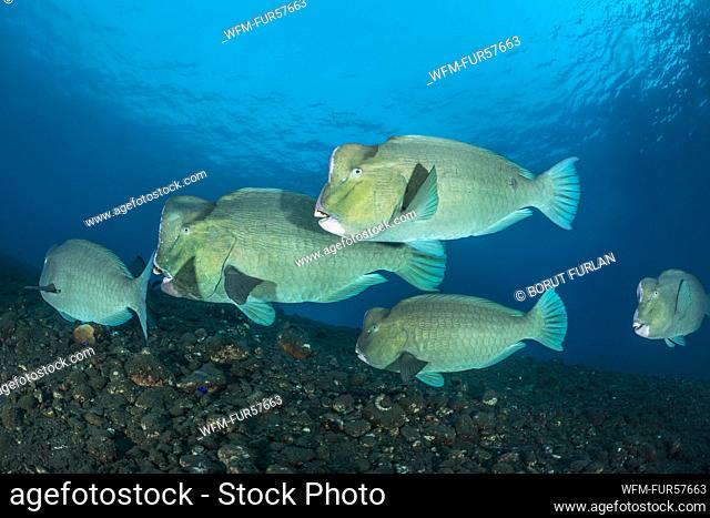 Green Humphead Parrotfish, Bolbometopon muricatum, Bali, Indonesia
